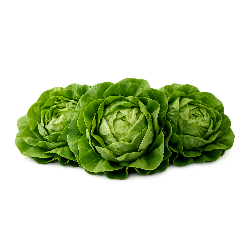 Lettuce Bundle